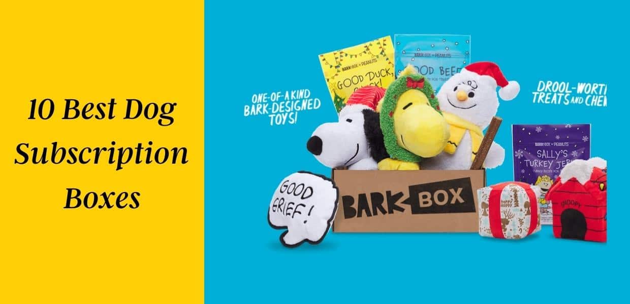 Best Dog Subscription Boxes
